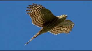 Sparrowhawk Bird Call Bird Song [upl. by Akimed]