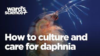 Caring and Culturing for Daphnia [upl. by Det]