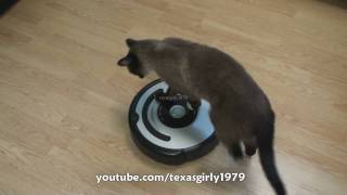 Cat shows HOW TO use iRobot Roomba Vacuum [upl. by Kowtko641]