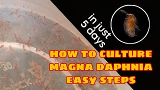 How to Culture Magna Daphnia Easily [upl. by Brynna]