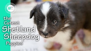 The Cutest Shetland Sheepdog Puppies [upl. by Zelten]