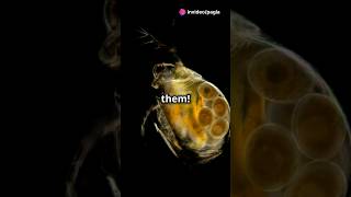 How to culture Daphnia for your Aquarium [upl. by Harmon458]