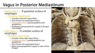 LO 5  Vagus Nerve Paths and Branches  Posterior Mediastinum [upl. by Danyette]