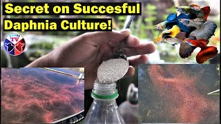 How to Culture Daphnia Successfully [upl. by Suinotna665]