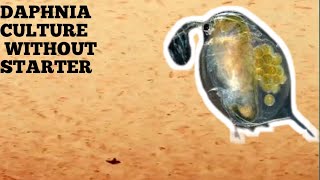 HOW TO CULTURE DAPHNIA NATURALLY WITHOUT A STARTER [upl. by Jack]