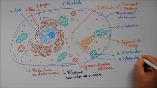 Structure cellulaire 2  ribosome lysosome mitochondrie cytosquelette centrosome [upl. by Hadeehsar]