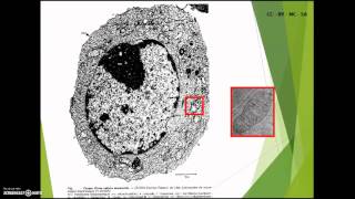 SVT  2nde  Structure des cellules [upl. by Adnir]