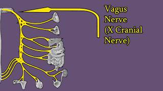 Vagus Nerve  Branches Functions Damage Cranial Nerve X CNX [upl. by Humo]