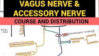 Vagus Nerve amp Accessory Nerve  Course and Distribution [upl. by Eilyah486]