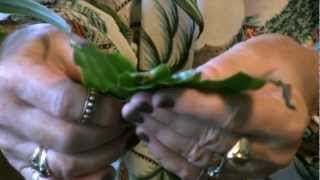 Houseplants 4 If your leaves have brown tips [upl. by Troy]