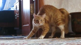 Adrenaline Cats  Funny Cat Video Compilation 2020 [upl. by Maurene]