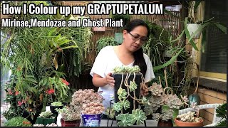 How I colour up my GRAPTUPETALUM Mirinae Mendozae and Ghost Plant [upl. by Cadal]