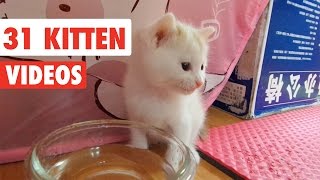 31 Funny Kittens  Cat Video Compilation 2017 [upl. by Karly]