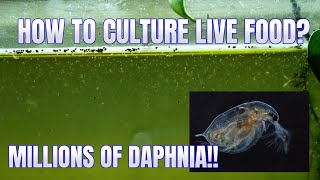 How to Culture Daphnia Secret Method to Breed MILLIONS  Simply Aquatic [upl. by Nodarse]