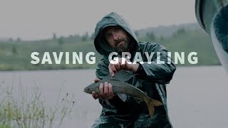 Saving Grayling [upl. by Neddy]