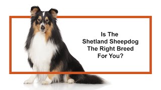 Everything you need to know about Shetland Sheepdog puppies 2019 [upl. by Aciraa218]