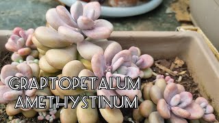 Graptopetalum Amethystinum  Lavender Pebbles [upl. by Weiler]