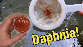 How I Culture Daphnia In Outdoor Tubs [upl. by Lorain]