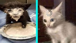 BEST DANK CAT MEMES COMPILATION OF 2020 PART 10 from TikTok [upl. by Julienne]