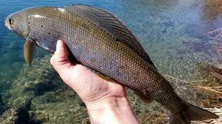 Fly Fishing a Pristine Stream for Wild Arctic Grayling in ALASKA [upl. by Aerdnak]