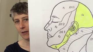 Cranial Nerve 10 The vagus nerve and breathing [upl. by Norret]