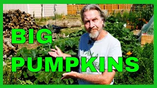 How to Prune Pumpkins for BIGGER Fruit [upl. by Aremmat]