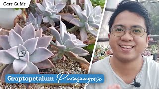 Graptopetalum Paraguayense quotGhost Plantquot  Succulent Care Guide Propagation amp Problems [upl. by Ynnor]