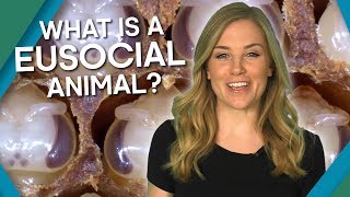 What Is A Eusocial Animal  BBC Earth Explore [upl. by Zzaj]