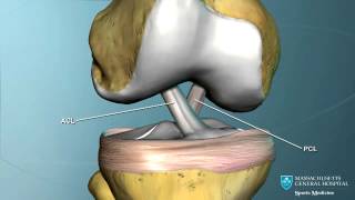 Part I Knee Anatomy [upl. by Seena]