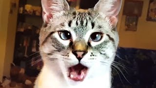 THE BEST CUTE AND FUNNY CAT VIDEOS OF 2023 🐱 [upl. by Eniamrahc]