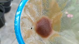 How to culture daphnia moina in a small container Part 1 English Subtitle [upl. by Laden]