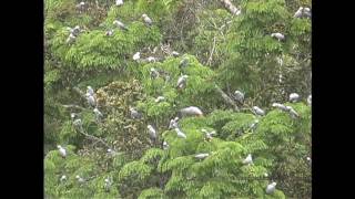 African Grey Parrots At The Bai [upl. by Laroc]