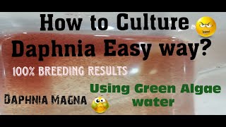 Daphnia MagnaHow to Culture Daphnia Easy wayCulturing Daphnia using Green water Daphnia [upl. by Claudianus562]