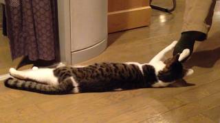 Funniest Cat Video Compilation 2024 [upl. by Ethelyn]