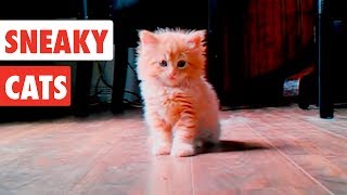 Sneaky Cats Funny Cat Video Compilation 2020 [upl. by Aserehs557]