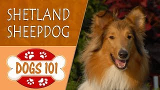 Dogs 101  SHETLAND SHEEPDOG  Top Dog Facts About the SHETLAND SHEEPDOG [upl. by August366]