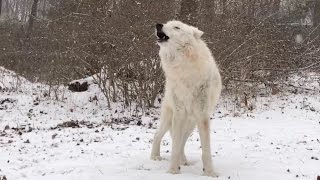 Arctic Wolf Atka Howls in the Snow [upl. by Tibbitts]