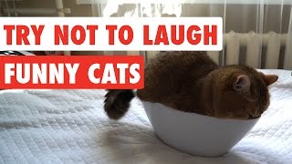 Try Not To Laugh  Funny Cat Video Compilation 2017 [upl. by Akselaw]