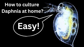 BEST Live Fish Food Beginner guide How to Culture Daphnia at home [upl. by Schellens865]