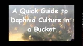 How to culture daphnia outside [upl. by Ailee716]