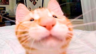 BEST CAT MEMES COMPILATION OF 2020  2021 PART 54 FUNNY CATS [upl. by Lertnek]