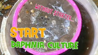 How to culture daphnia moina the easy way 1  Starting the Daphnia culture [upl. by Kciredes845]