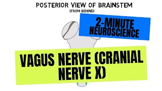 2Minute Neuroscience Vagus Nerve Cranial Nerve X [upl. by Daggna]