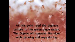 Daphnia  How to grow daphnia in your home [upl. by Arquit940]