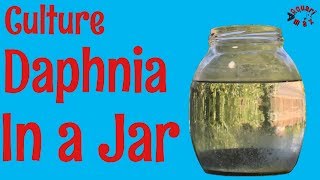 How to Culture Daphnia in a Jar [upl. by Huai601]