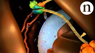 RNA interference RNAi by Nature Video [upl. by Nnayram]