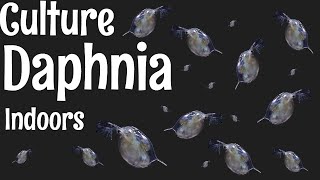 How to Culture Daphnia [upl. by Brunell]