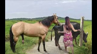 My sister training care her lovely horse in beginner 2021 [upl. by Scheer617]