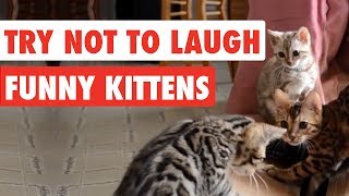 99 Lose this TRY NOT TO LAUGH Challenge  Funny Kittens Video [upl. by Ahsital551]