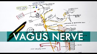 Vagus Nerve  Cranial nerve X  Head amp Neck Anatomy Tutorial [upl. by Axela]